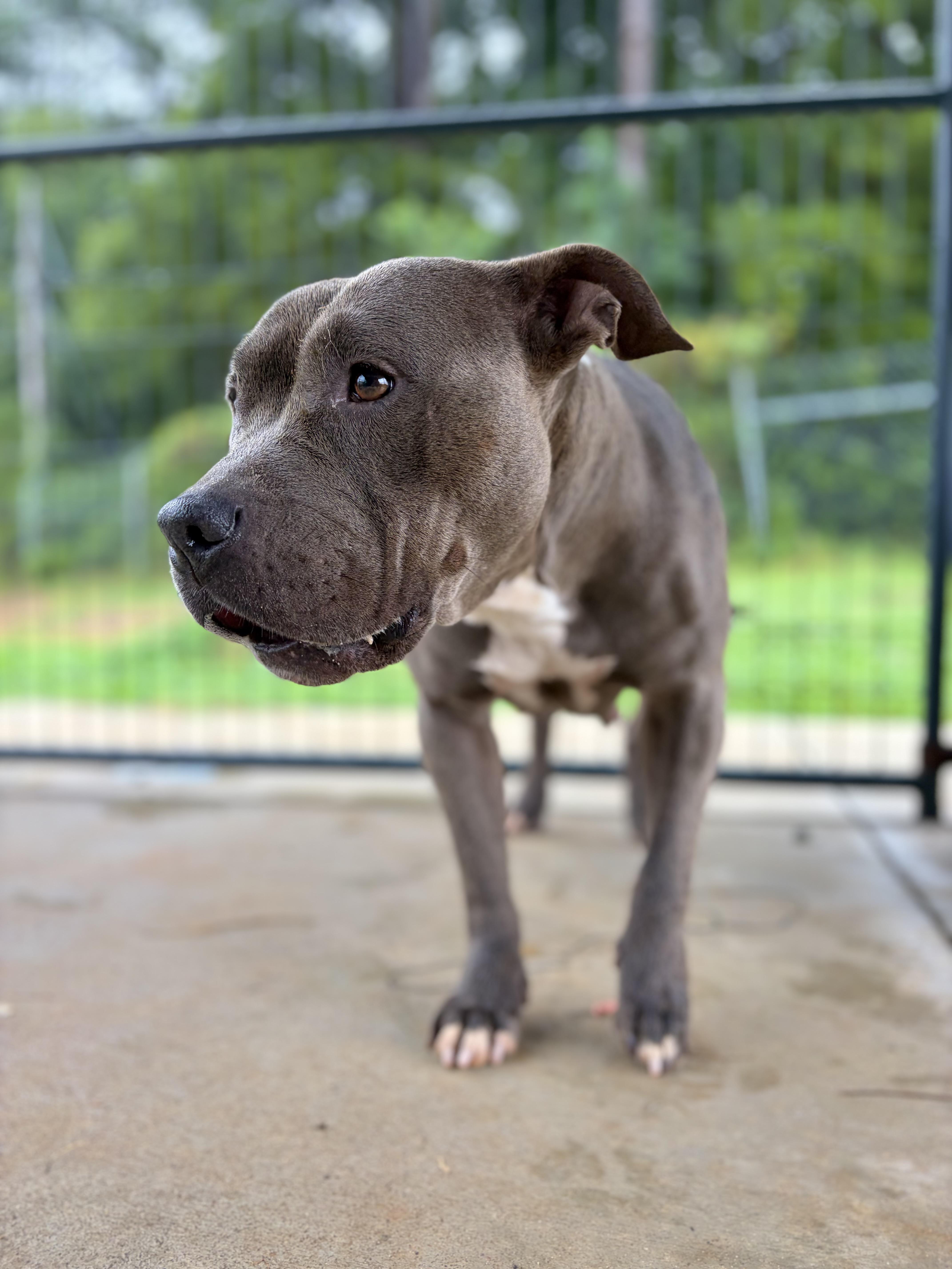 An adult medium-sized female Gray / Blue / Silver American Bully dog named Breezy for adoption in Winnsboro, SC