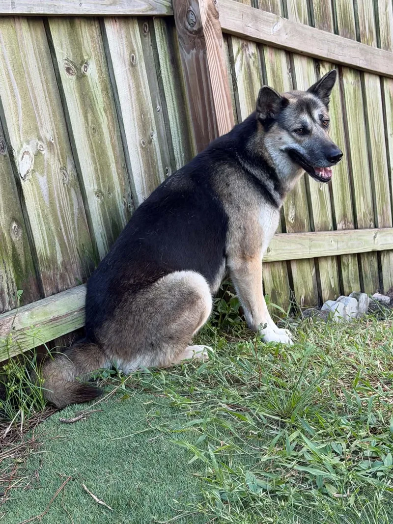 A young large-sized female German Shepherd Dog dog named Lyssa for adoption in Pompano Beach, FL
