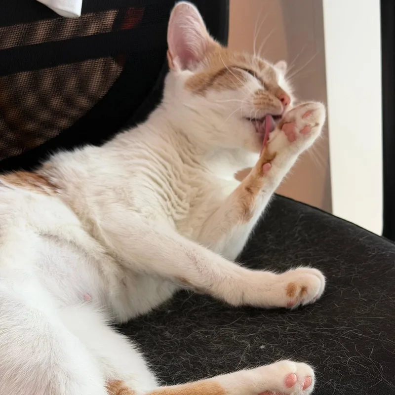An adult medium-sized female Orange & White Domestic Short Hair cat named Banjo for adoption in Brooklyn, NY