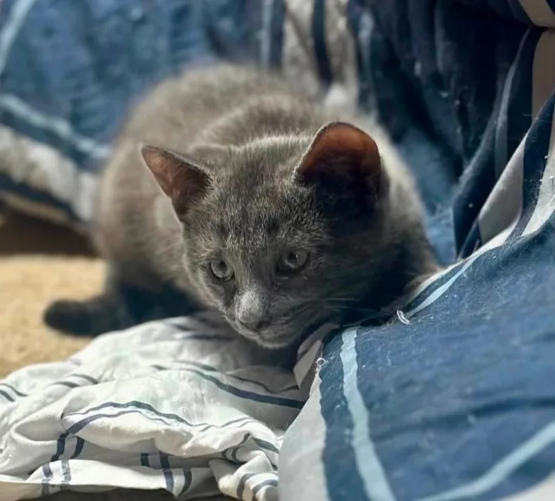 A baby small-sized female Domestic Short Hair cat named Willow for adoption in La Porte, IN