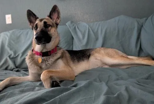 A young large-sized female German Shepherd Dog dog named Healy for adoption in Tampa, FL