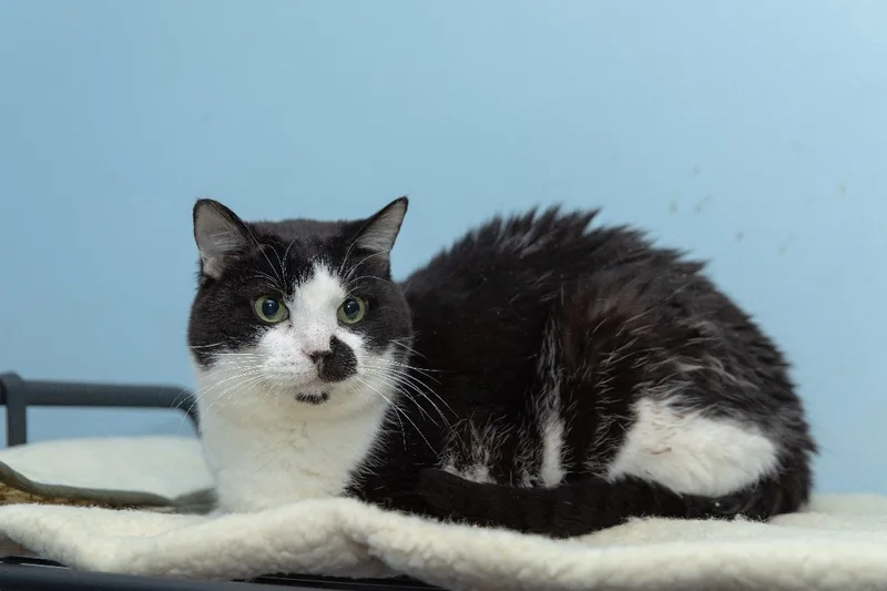 An adult large-sized male Black & White / Tuxedo Domestic Short Hair cat named Riley for adoption in Chicago, IL