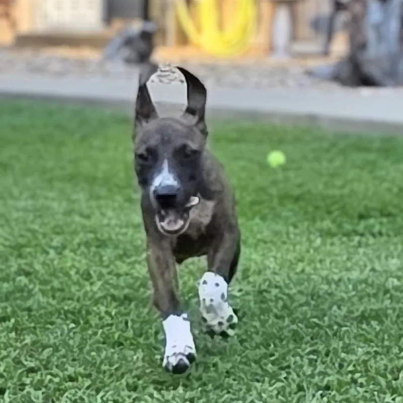 A baby medium-sized male Brindle Mixed Breed dog named Ro for adoption in Cleveland, TX