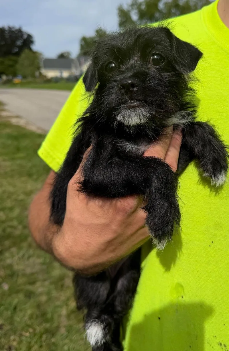 A young small-sized female Terrier dog named Anna for adoption in Grafton, WI
