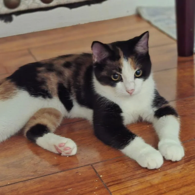 A baby small-sized female Calico Domestic Short Hair cat named Light for adoption in Pahoa, HI