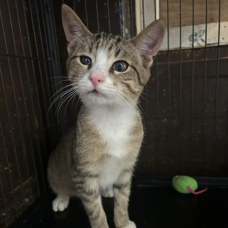 A young small-sized male Brown / Chocolate Domestic Short Hair cat named Mojo Jojo for adoption in Enterprise, AL