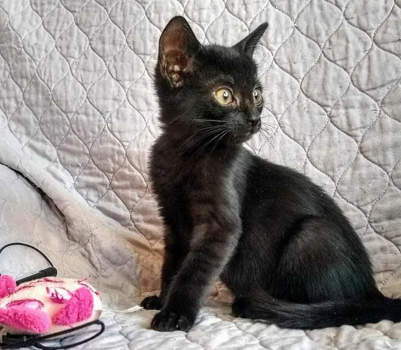 A young medium-sized male Domestic Short Hair cat named Mischief for adoption in San Andreas, CA