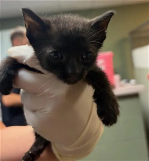 A baby small-sized female Domestic Short Hair cat named Chick Pea for adoption in Jacksonville, FL