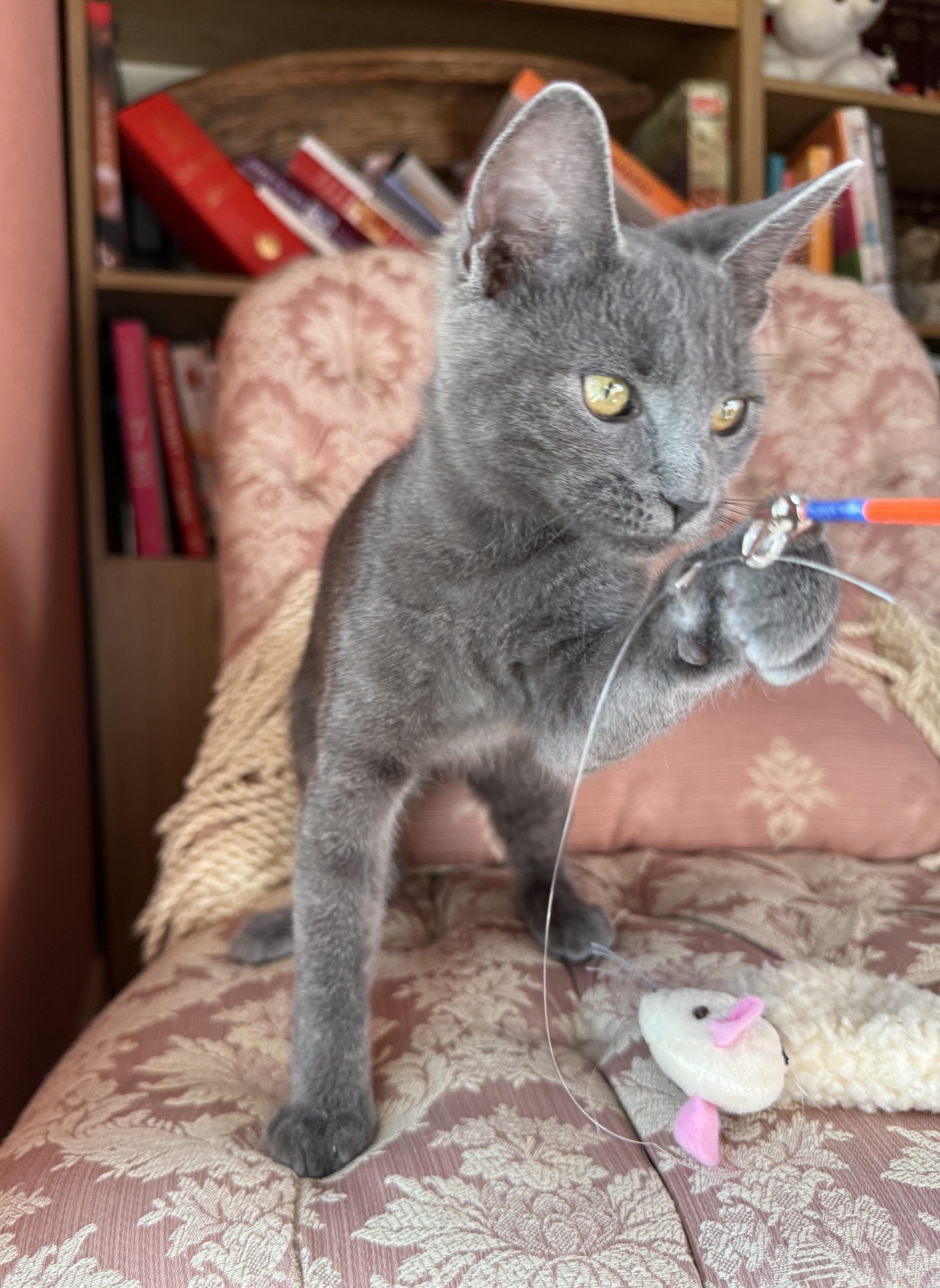 A baby medium-sized female Domestic Short Hair cat named Esmeralda for adoption in Keller, TX