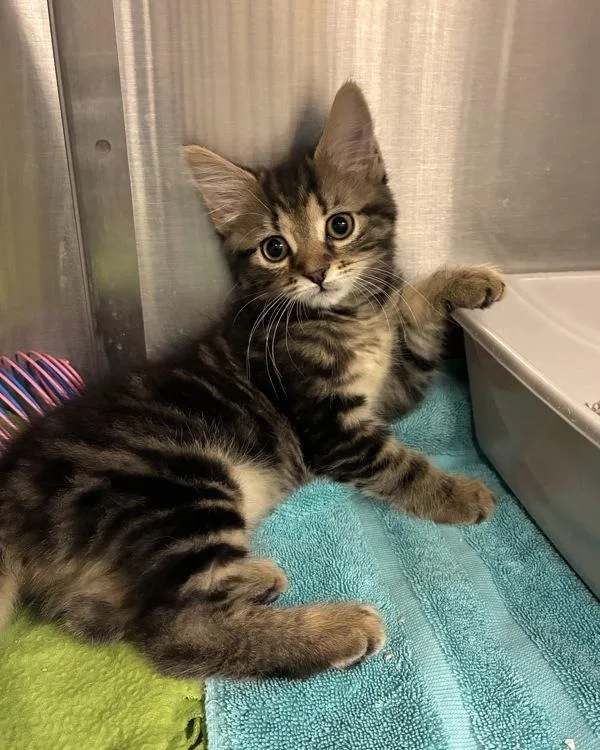 A baby small-sized female Domestic Medium Hair cat named Pollak for adoption in Richmond, VA
