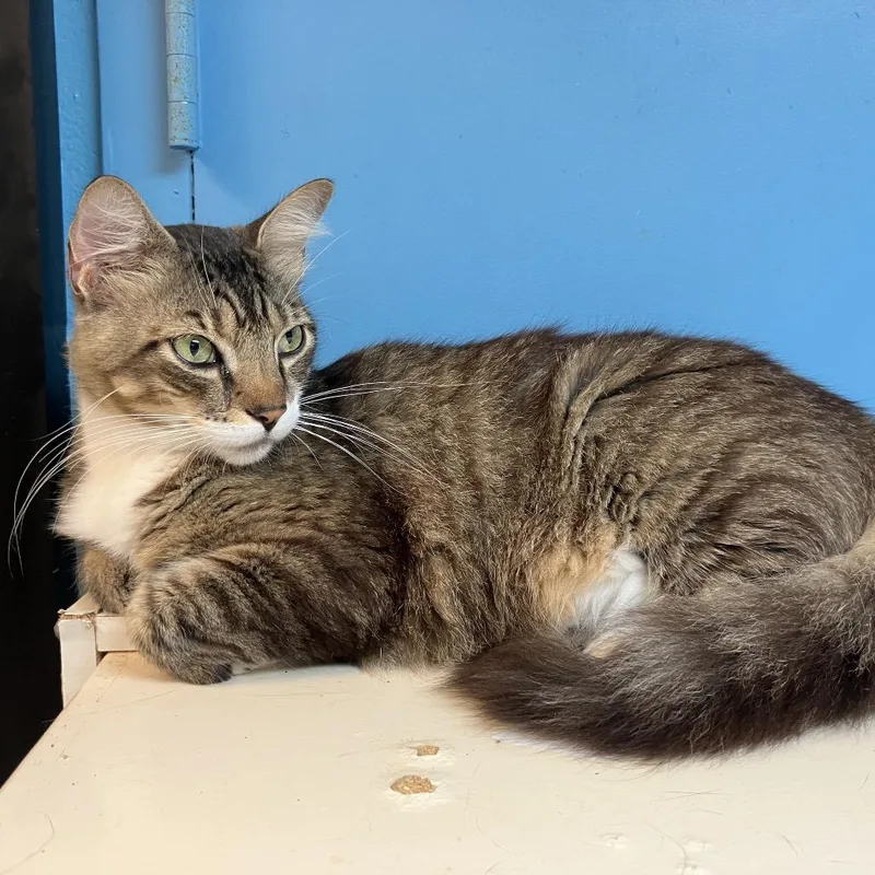An adult large-sized male Brown / Chocolate Domestic Medium Hair cat named Jack for adoption in Lakeland, FL