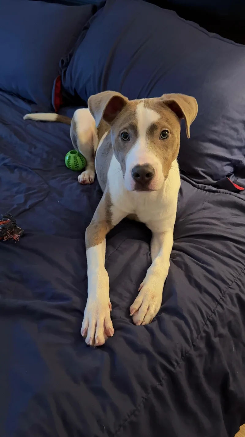 A baby medium-sized male Apricot / Beige Mixed Breed dog named Charlie for adoption in Houston, TX