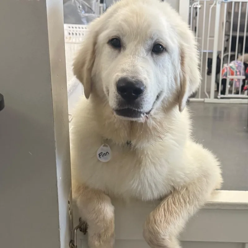 Finnigan "finn"