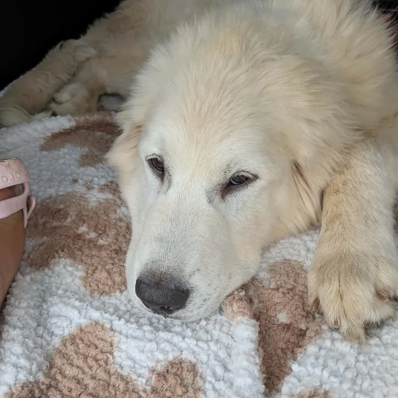 Finnigan "finn" thumbnail 5