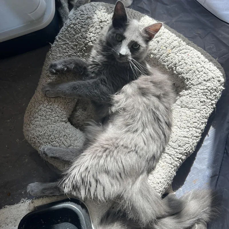 Oscar’s Cuties thumbnail 2