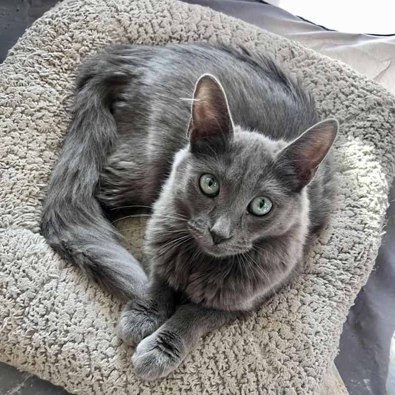 Oscar’s Cuties thumbnail 3