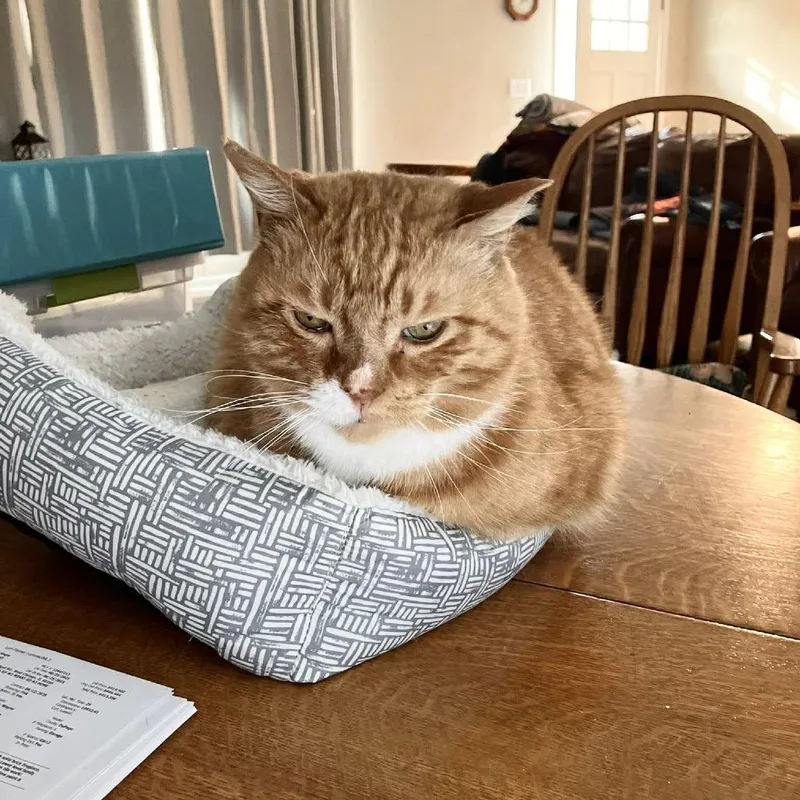 A senior small-sized male Orange / Red Domestic Short Hair cat named Red for adoption in Plainfield, IL