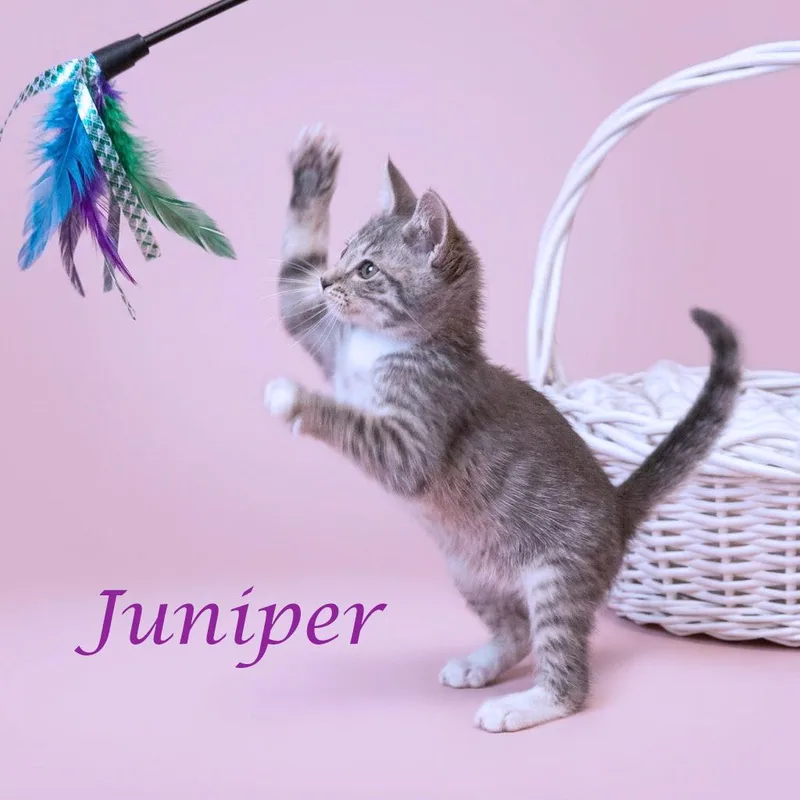 Juniper C thumbnail 2