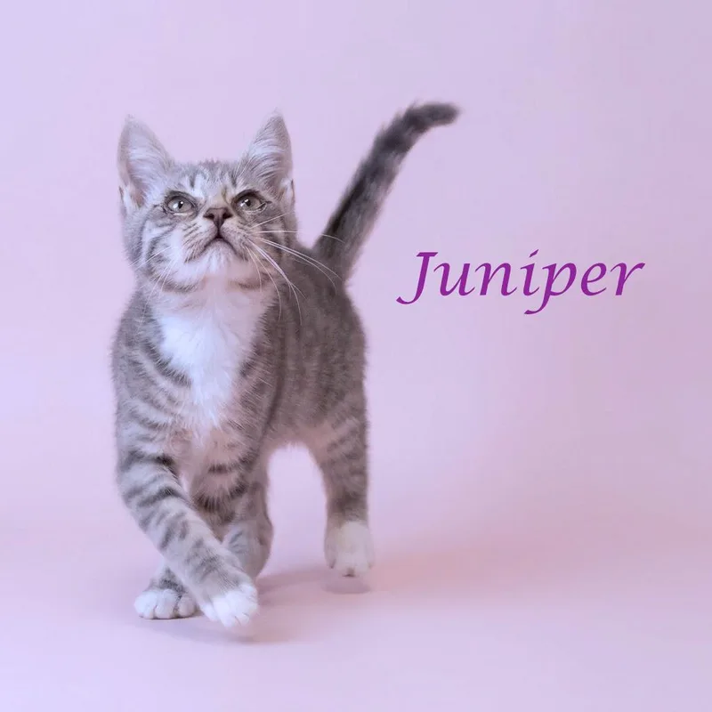 Juniper C thumbnail 3
