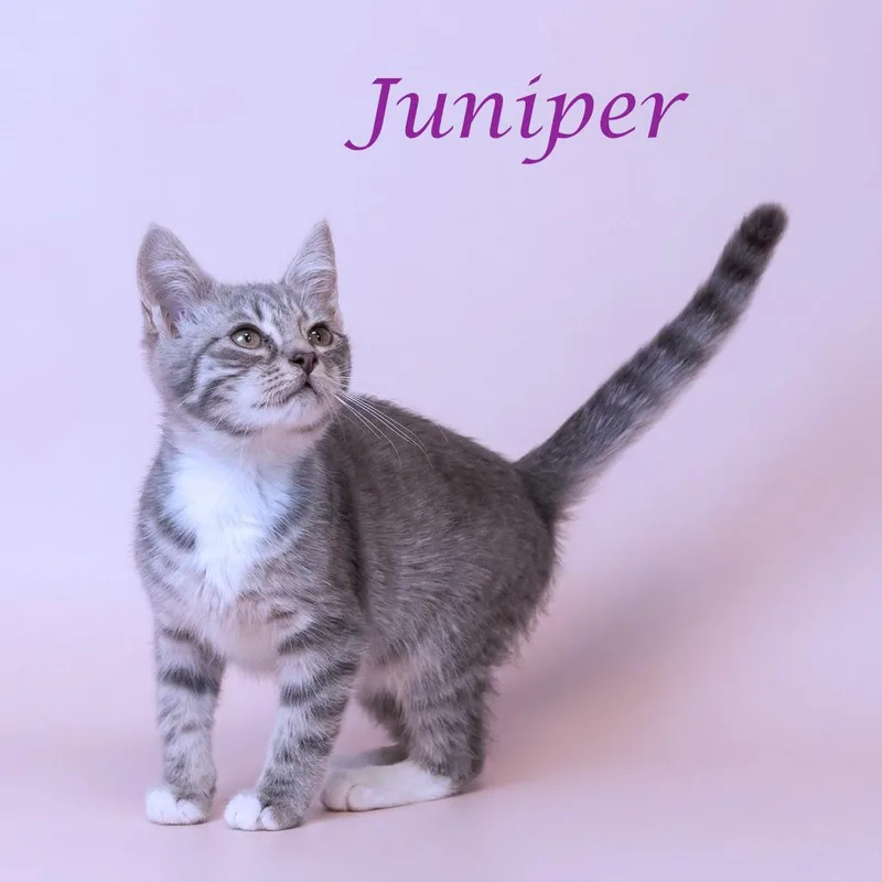 Juniper C thumbnail 4