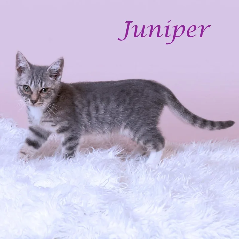 Juniper C thumbnail 5