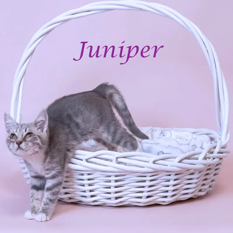 Juniper C thumbnail 6