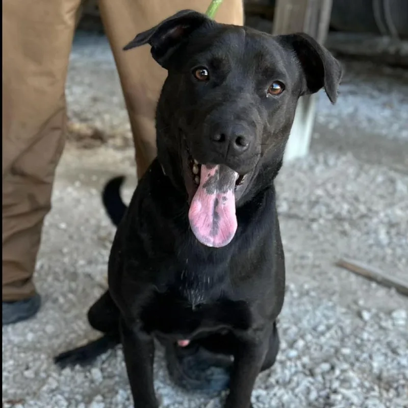 A young large-sized male Black Labrador Retriever dog named Chorney for adoption in Clarksville, TN