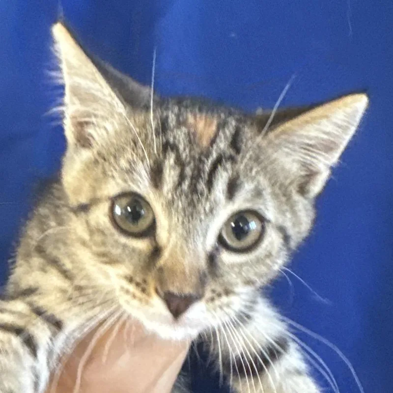 A baby small-sized female Brown / Chocolate Domestic Short Hair cat named Savannah for adoption in Santa Barbara, CA