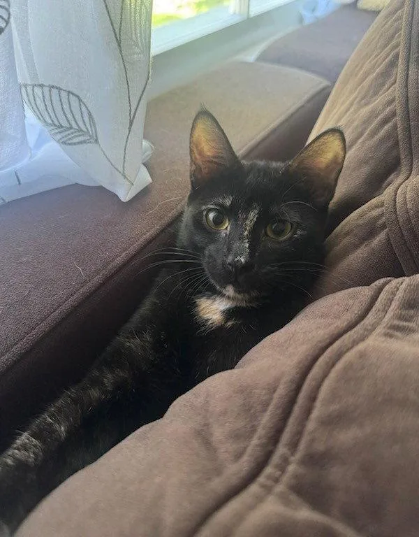 A baby small-sized female Domestic Short Hair cat named Trudy for adoption in Rochester, NY