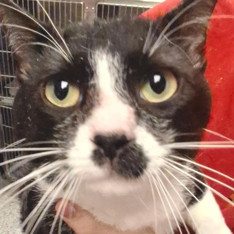 A young medium-sized male Black Domestic Short Hair cat named Ronnie for adoption in Birmingham, AL