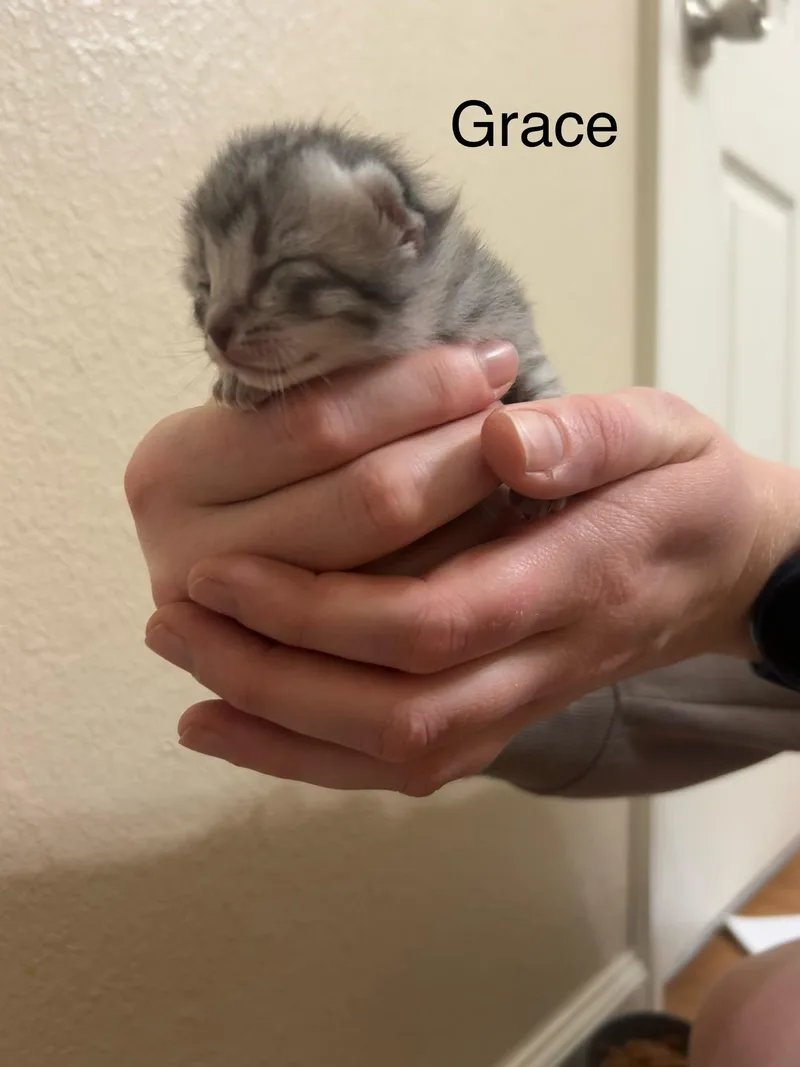 A baby small-sized female Domestic Short Hair cat named Grace for adoption in Davidson, NC