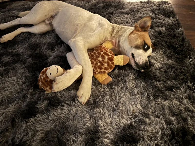An adult medium-sized male German Shepherd Dog dog named Buddy for adoption in Fresno, CA