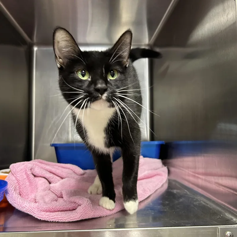 An adult medium-sized female Black & White / Tuxedo Tuxedo cat named Dior for adoption in La Grange Park, IL