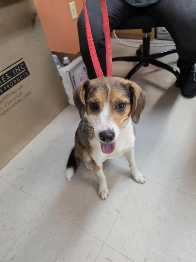 A young medium-sized female Australian Cattle Dog / Blue Heeler dog named Abby for adoption in Burnsville, NC