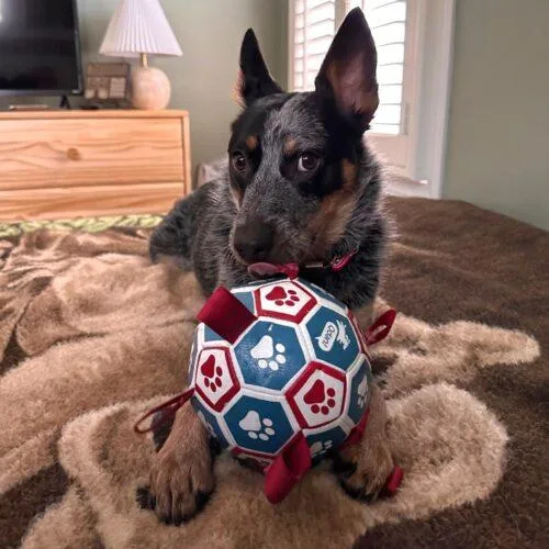 A young small-sized female Gray / Blue / Silver Australian Cattle Dog / Blue Heeler dog named Indigo for adoption in San Juan Capistrano, CA
