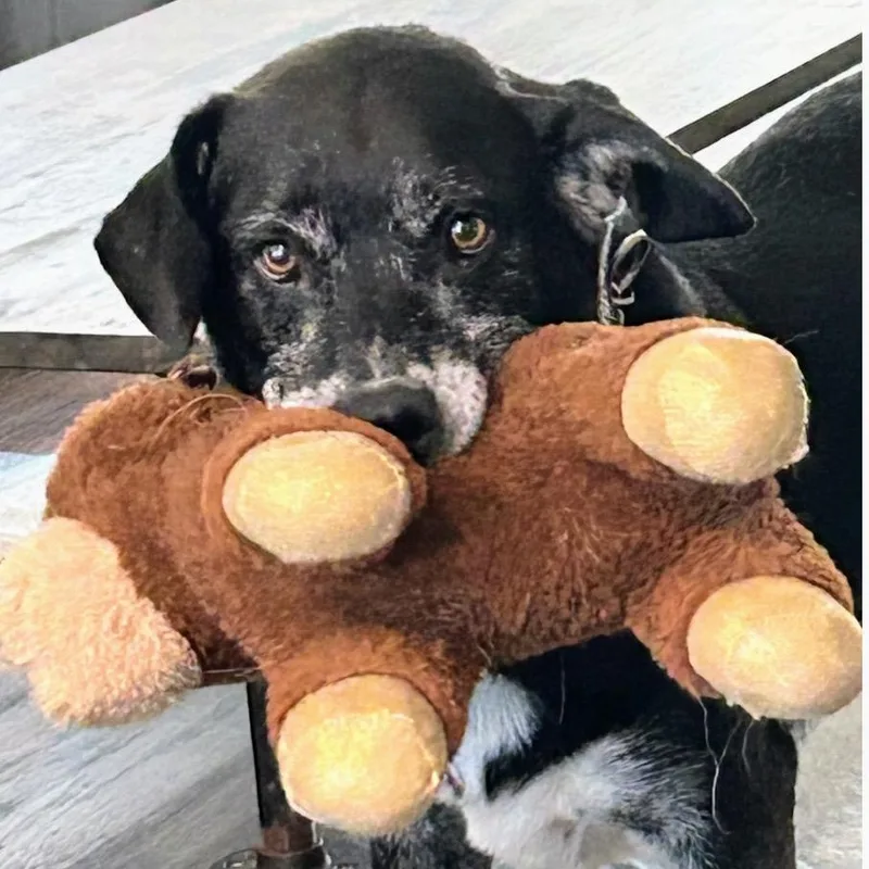 A senior medium-sized male Bicolor Labrador Retriever dog named Bishop for adoption in Scottsburg, IN
