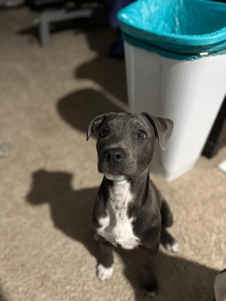 A young medium-sized male Mixed Breed dog named Mako for adoption in Chattanooga, TN