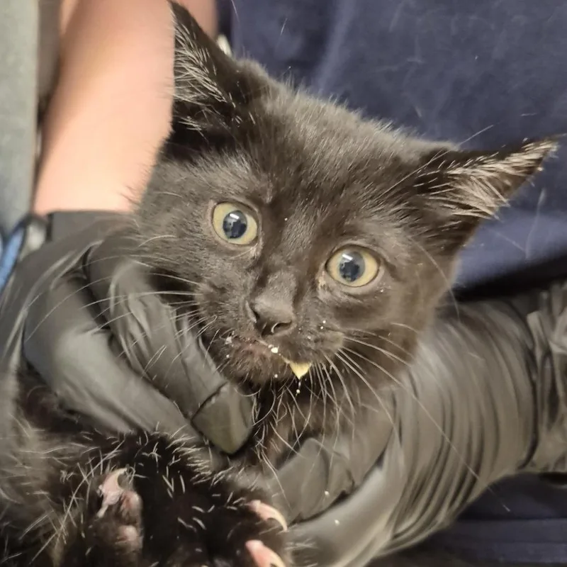 A baby small-sized female Black Domestic Short Hair cat named Saddle for adoption in Reno, NV