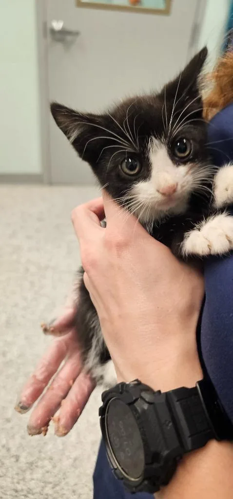 A young small-sized male Domestic Short Hair cat named Simon for adoption in Athens, TN