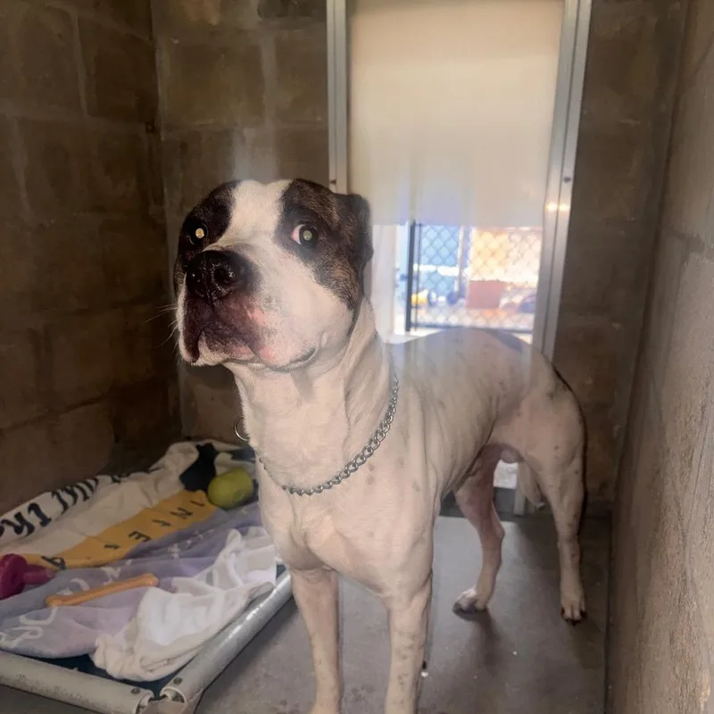 An adult medium-sized male White / Cream Boxer dog named Mackadoo for adoption in Clearwater, FL