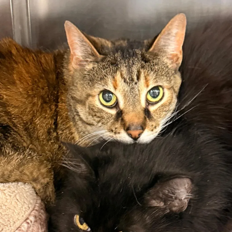 A senior large-sized female Brown / Chocolate Domestic Short Hair cat named Babae for adoption in Evansville, IN