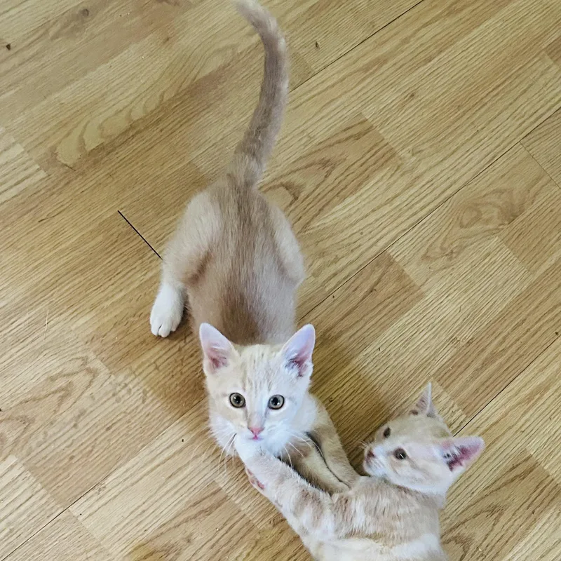 Ridley Reeds thumbnail 3