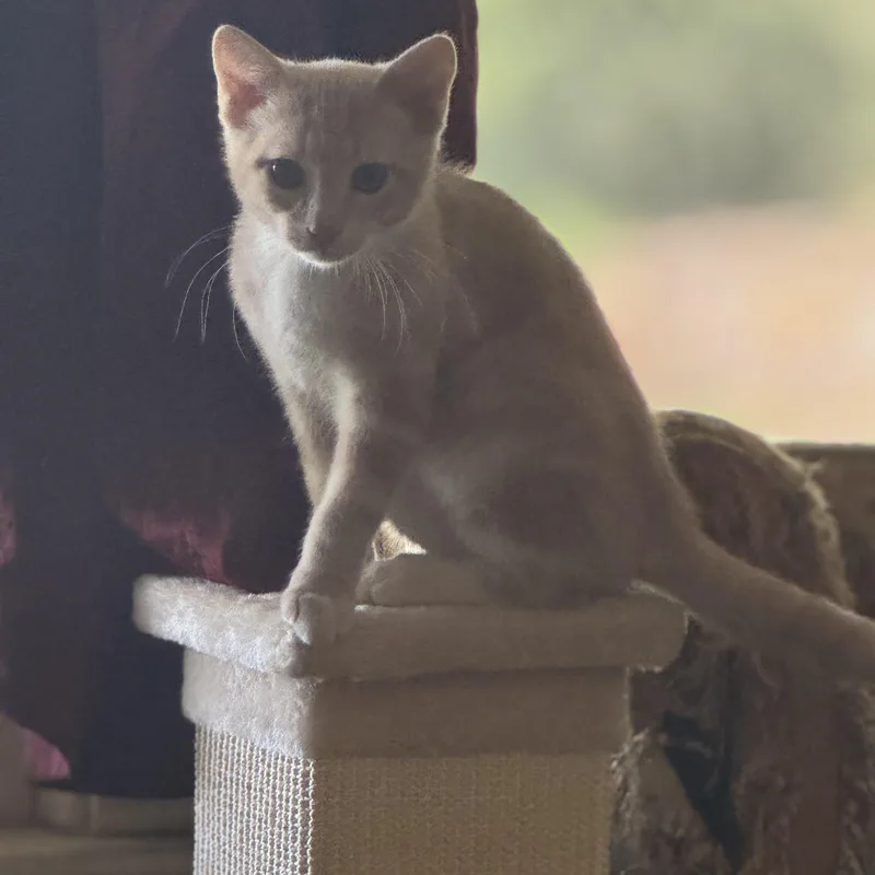 Ridley Reeds thumbnail 4