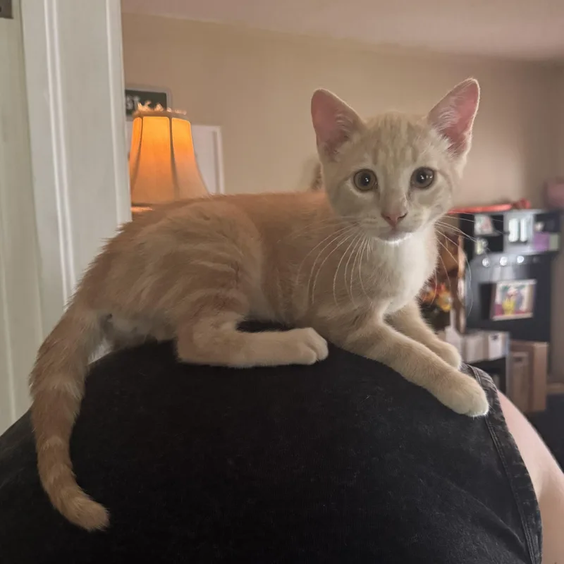 Ridley Reeds thumbnail 5