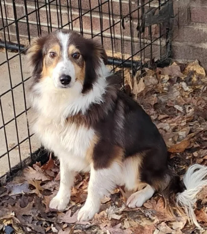 A young medium-sized male Border Collie dog named Dennis for adoption in Indianapolis, IN