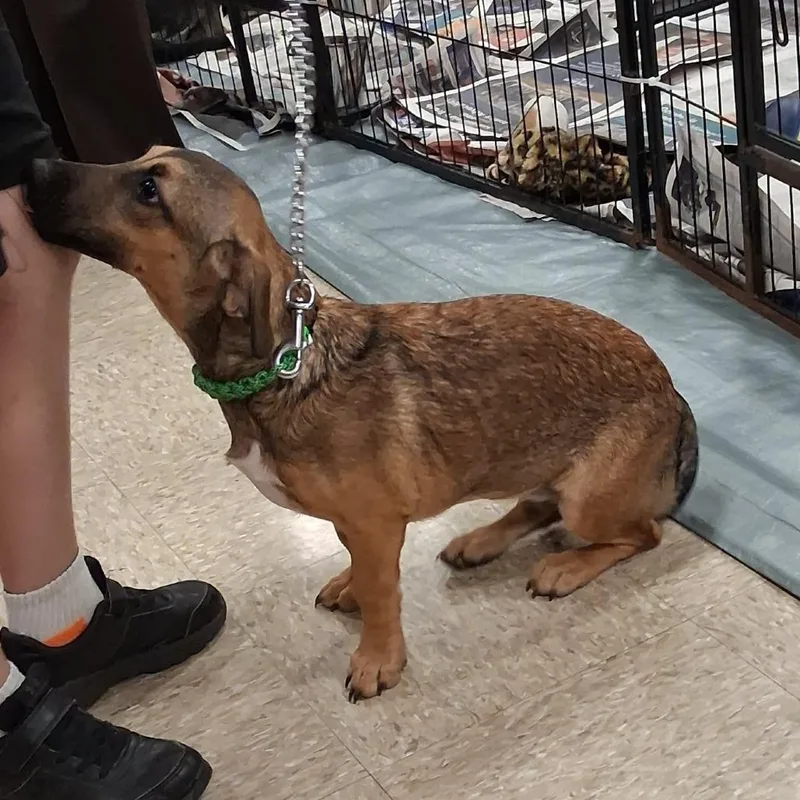 A baby medium-sized female Brown / Chocolate Retriever dog named Mint MW for adoption in Austin, TX