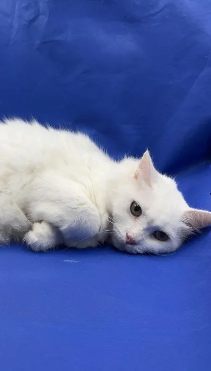 Fluffles
