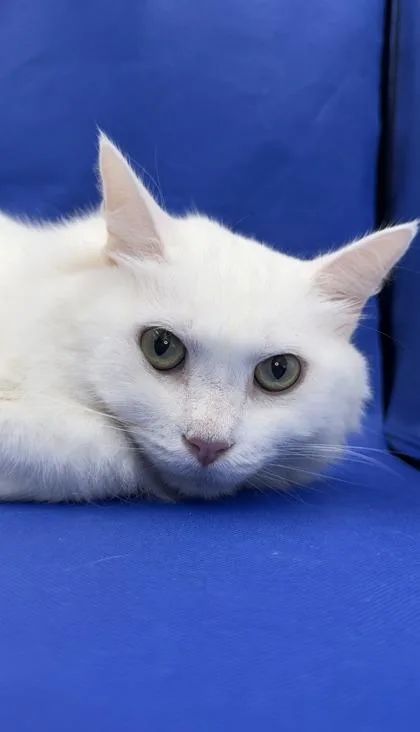 Fluffles thumbnail 2