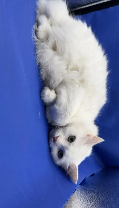 Fluffles thumbnail 3