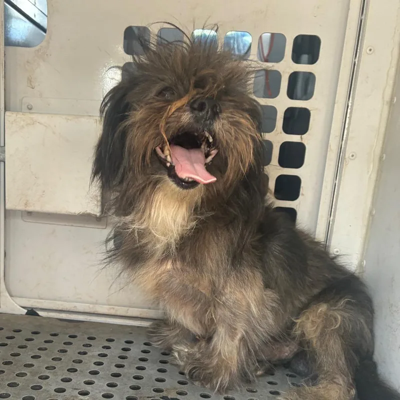 A young small-sized male Black Shih Tzu dog named Brother for adoption in Montgomery, AL